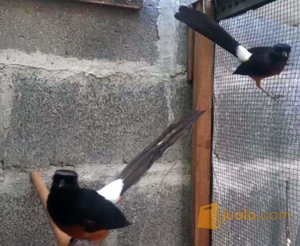 Sepasang Murai Batu Medan Raja Gacor Siap Fighter Malang Jualo