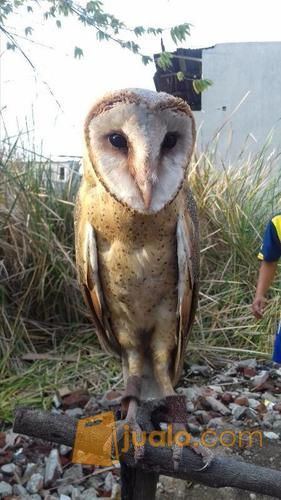 Burung Hantu B O Brain Owl Tyto Alba Surabaya Jualo
