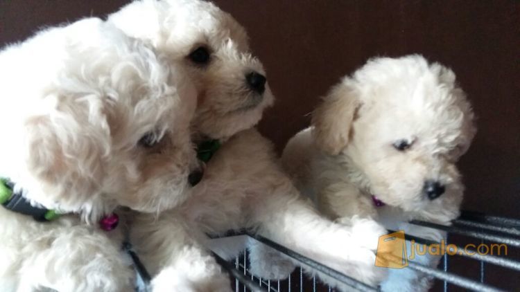 Anak anjing Toy Poodle putih | Kab. Bandung Barat | Jualo