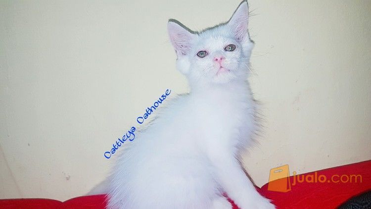 Adopsi Kucing Persia Batam | Batam | Jualo