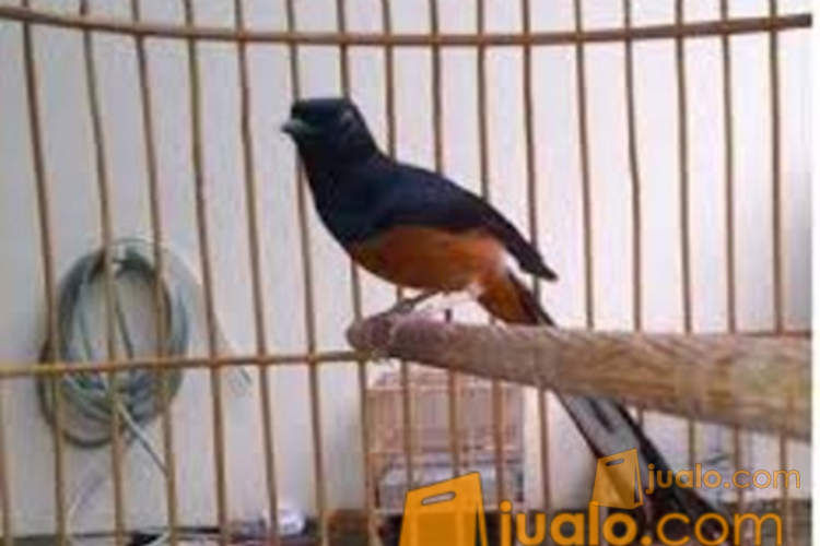 Jual Burung Murai Batu Medan Cucak Rowo Ternak 