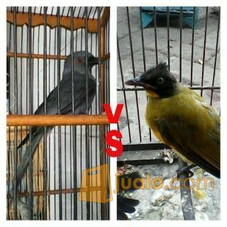 11++ Burung srigunting abu abu terupdate