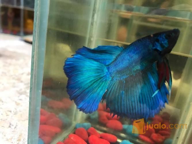 Ikan Cupang Hias Halfmoon Jakarta Timur Jualo