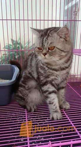 kucing american shorthair