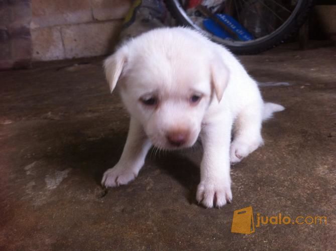 Anak Anjing Kampung Palembang Jualo