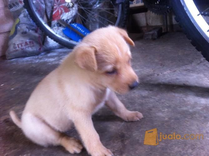 Anak Anjing Kampung Palembang Jualo