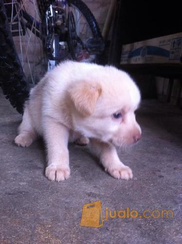 22++ Anak anjing kampung warna coklat info