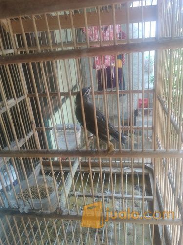 View Burung Anis Siberia Pics
