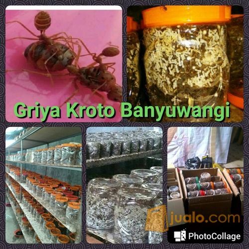 Bibit Kroto Banyuwangi Kab Banyuwangi Jualo