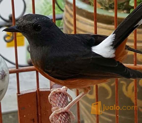 Anakan Murai Batu Medan Super Jantan Ring Magelang Jualo