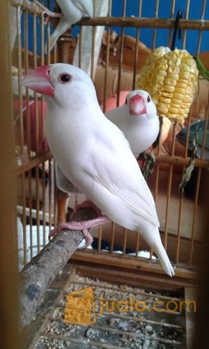 Gelatik Putih Java Sparrow Jakarta Timur Jualo
