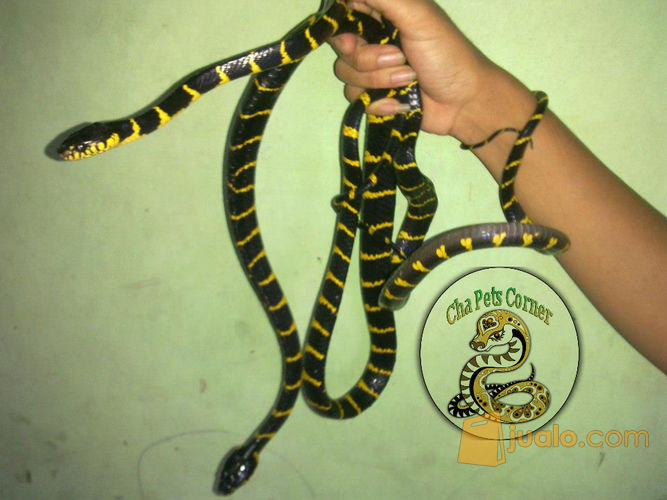 Boiga Snake Ular Cincin Emas Jakarta Pusat Jualo