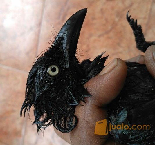 19+ Burung awar awar mata putih terupdate