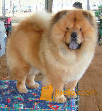 27++ Anjing chow chow dijual release