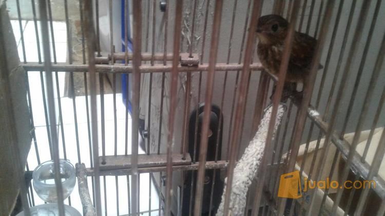 48+ Burung jongkangan coklat jantan dan betina terupdate