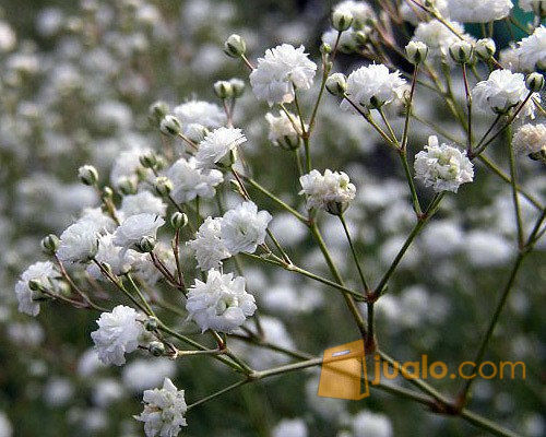 50 Biji Bunga Gypsophila White Tinted Babys Baby Breath Bibit Benih Bogor Jualo