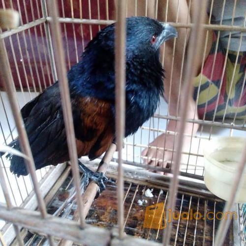 Gagak Mata Merah Jakarta Pusat Jualo