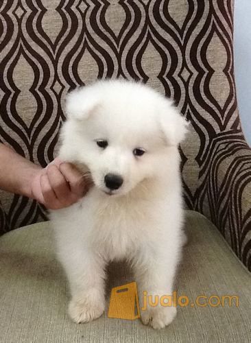 Anjing Samoyed Putih Kab Sambas Jualo