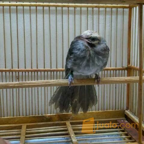 Anakan Cucak Rowo Ropel Kab Kediri Jualo