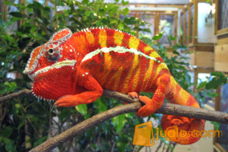 Bunglon Chameleon Berubah Warna Kab Sidoarjo Jualo