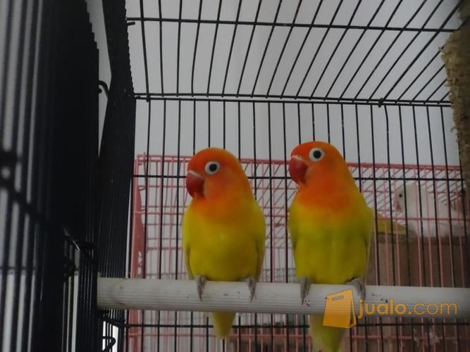 Jual Beli Burung Lovebird Jakarta Selatan Love Bird Mantap