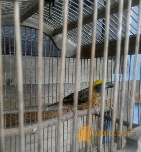 burung manyar kepala emas cocok buat masteran