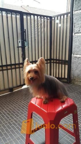 Anjing Yorkshire Terrier Tangerang Selatan Jualo