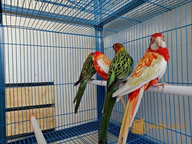 30 Harga Burung Parkit 2021 Berdasarkan Jenis Usia Kualitas