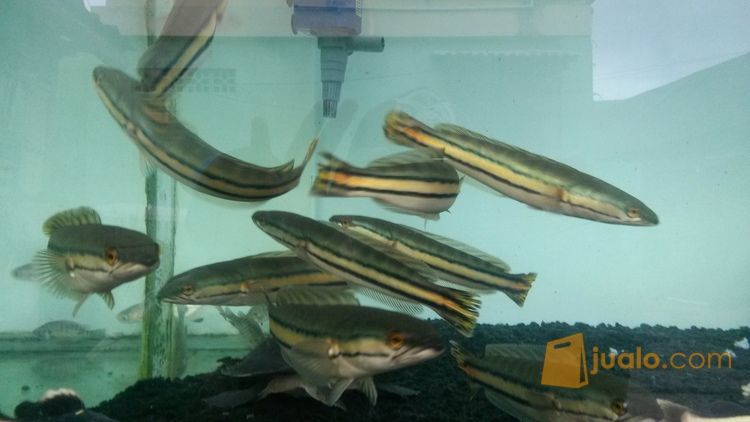 Ikan gabus toman 25cm | Jakarta Barat | Jualo