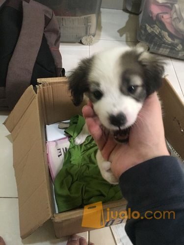 Anak Anjing Mix Kintamani Herder Jakarta Barat Jualo