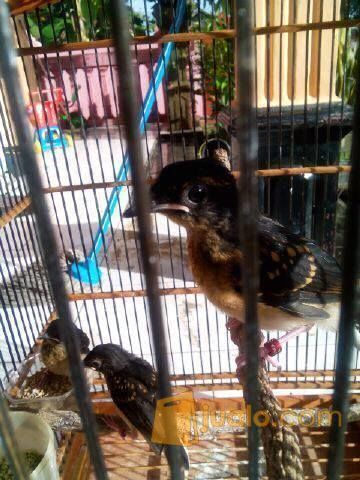 Sepasang Anak Murai Batu Medan Hasil Ternak Pangkal Pinang Jualo