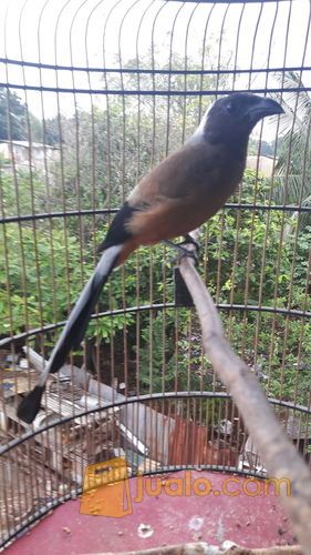 Burung Pentet Raja Jakarta Timur Jualo