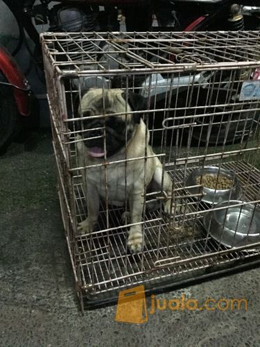 Anjing Pug Butuh Uang Kab Badung Jualo