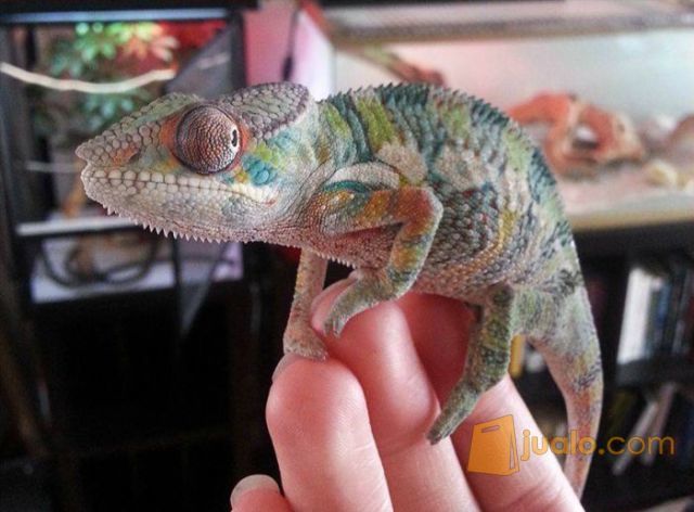 Bunglon Chameleon Kab Bekasi Jualo