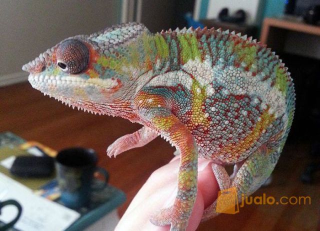 Bunglon Chameleon Kab Bekasi Jualo