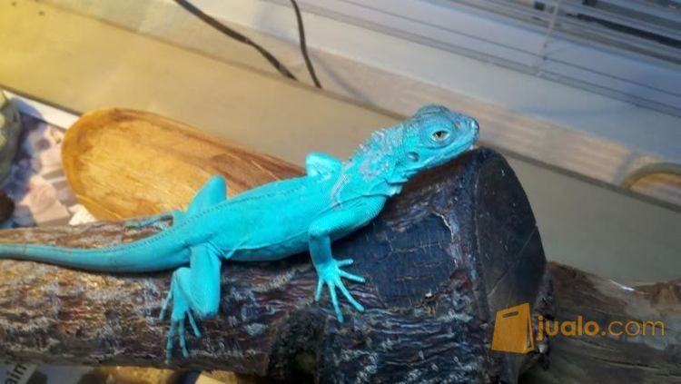  hewan reptil Iguana  Warna Biru Kab Tegal Jualo