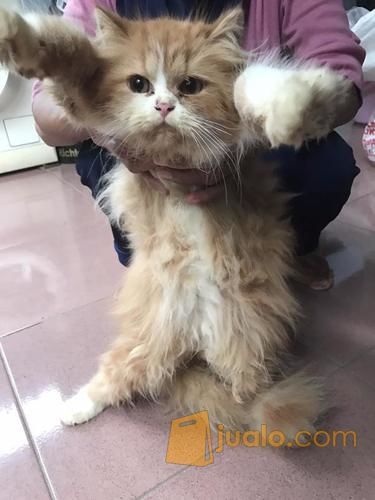 Hewan Kucing Persia Kab Tegal Jualo