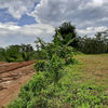 Tanah Kavling Wagir Mendalan (23954927) di Kota Malang