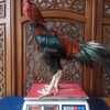 Ayam Petarung Jogjakarta JAMKID JAGO FARM JJF010 (30174554) di Kota Gorontalo