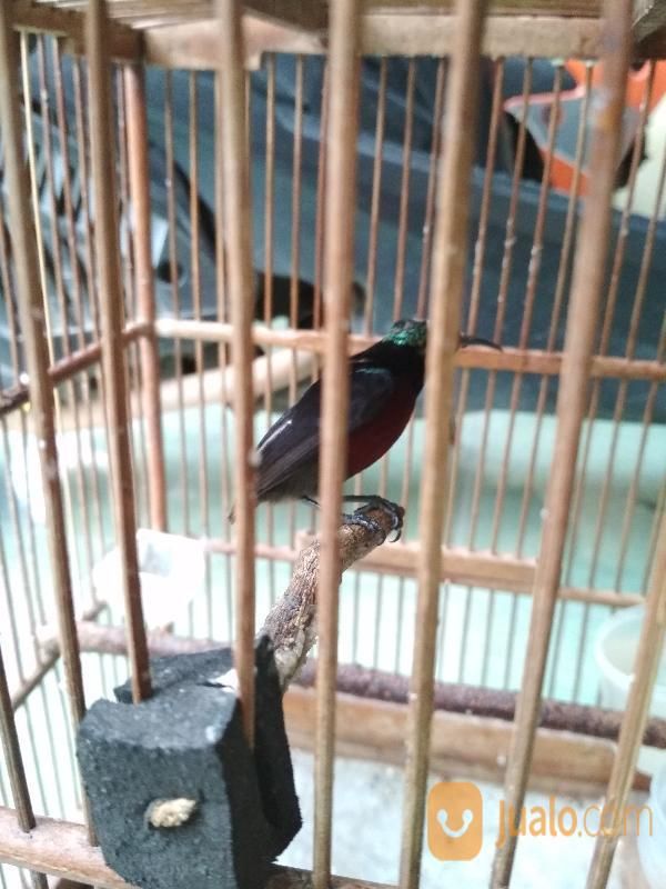 burung kolibri ninja