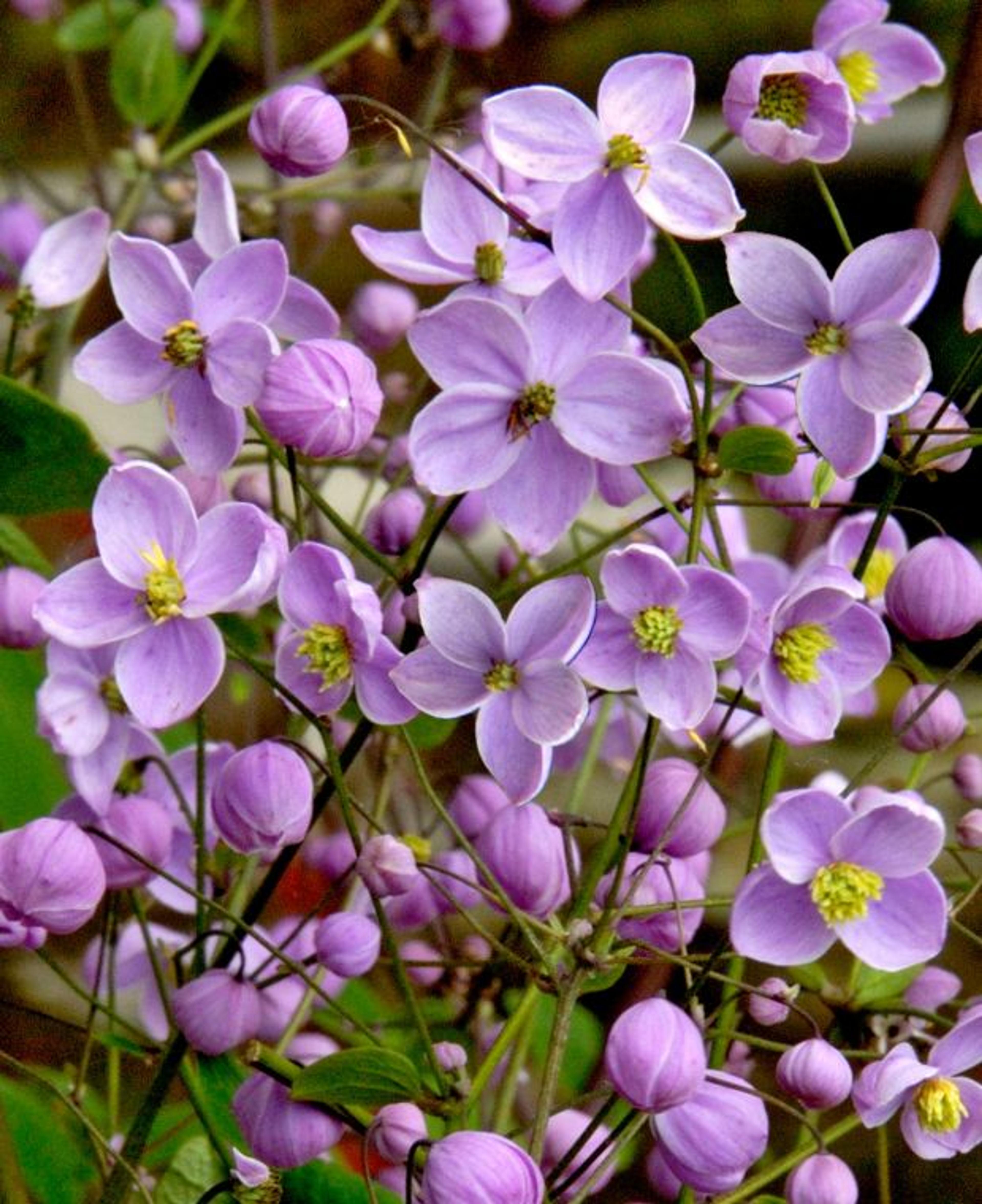 thalictrum - Google Search