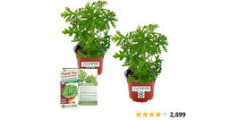 Clovers Garden 2 Large Citronella Plants in 4-Inch Pots – Citrosa Geranium Plant Natural Mosquito Plant