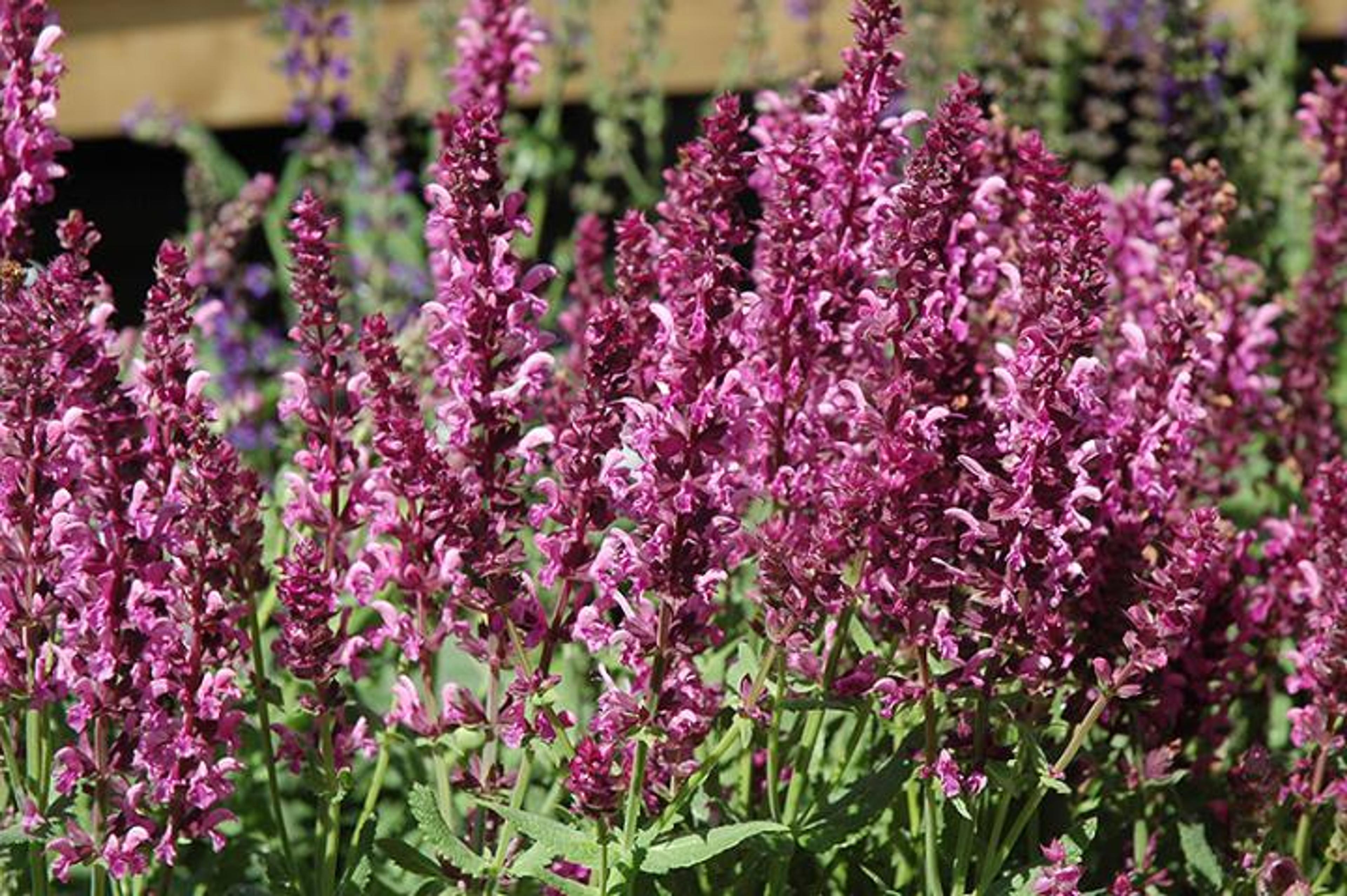 salvia flower - Google Search