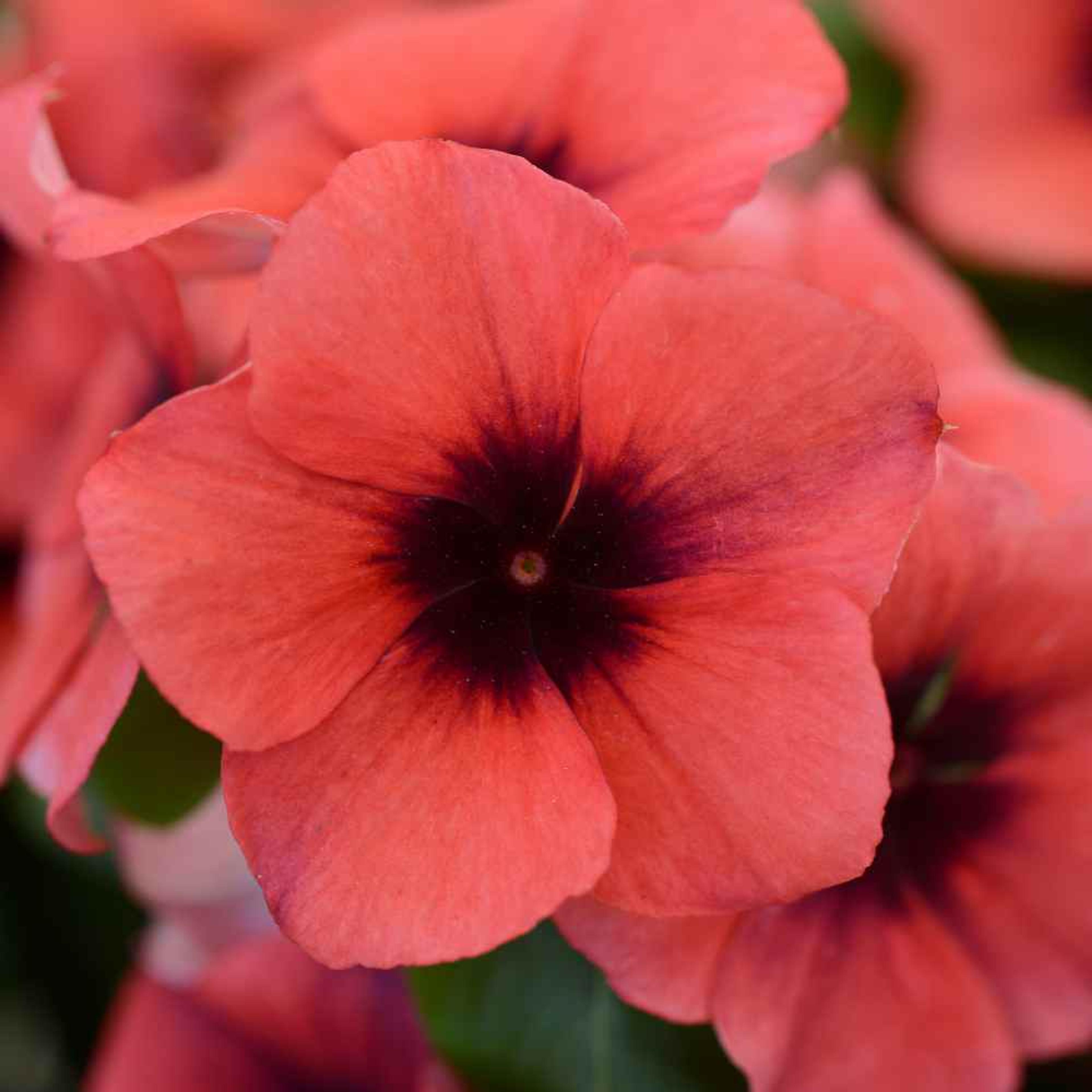 Drought Tolerant Vinca Papaya Flower Seed For Baskets & Containers