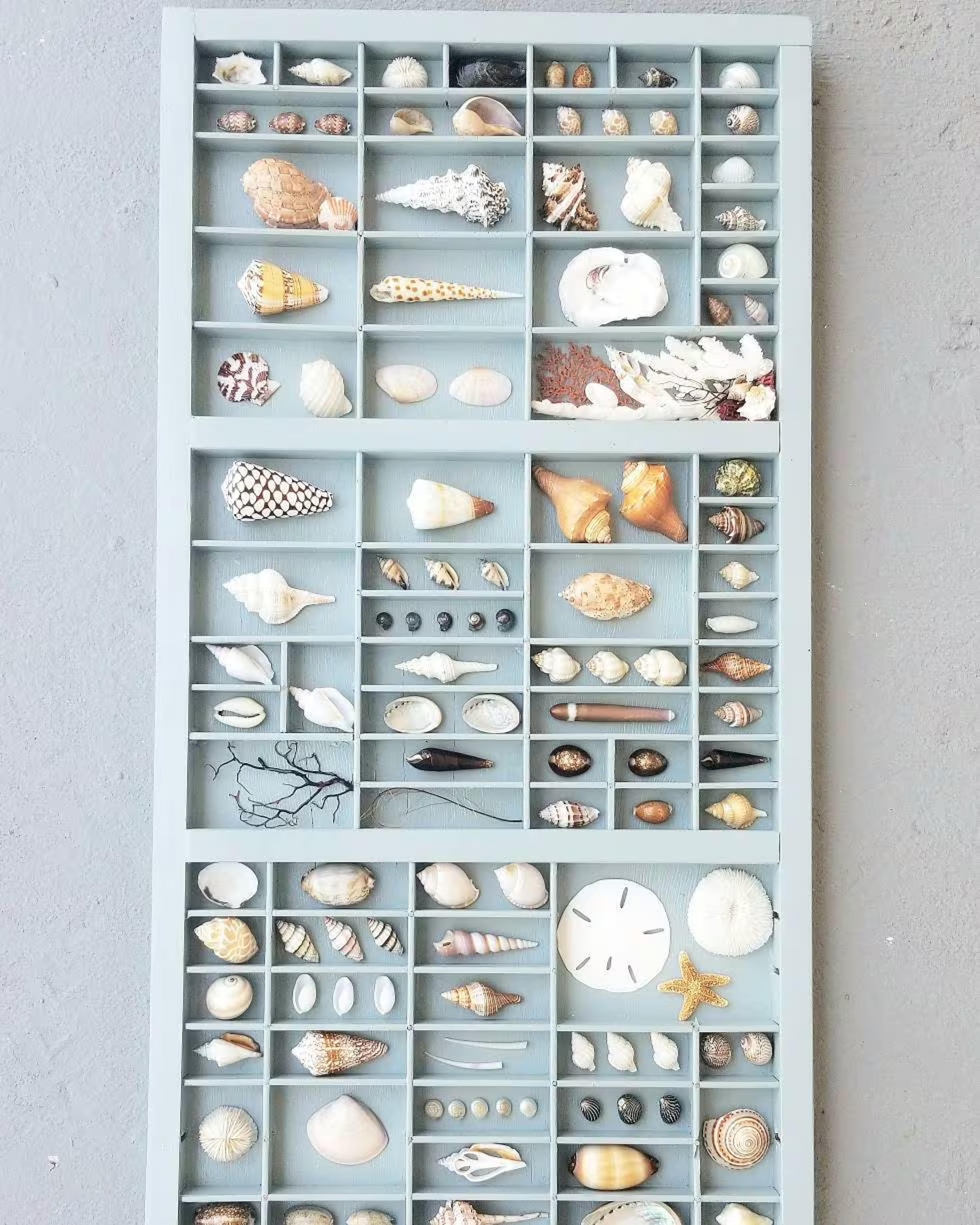 Printers Tray Seashell Display Seashell Study in Printers Tray Large Coastal Decor Fathers Day Gift