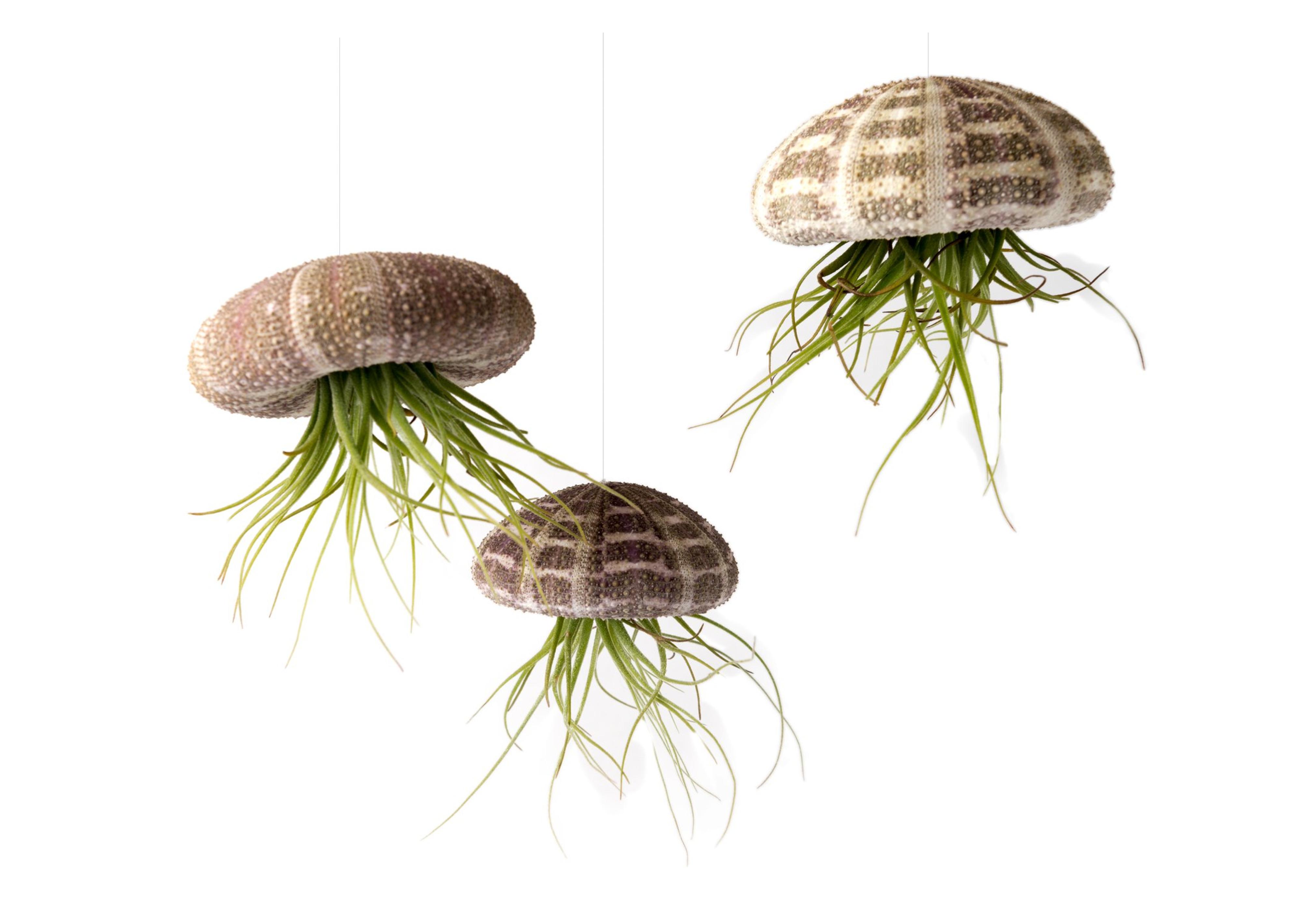 Air Plant Flying Jellyfish School of 3 with 2 oz. Fertilizer