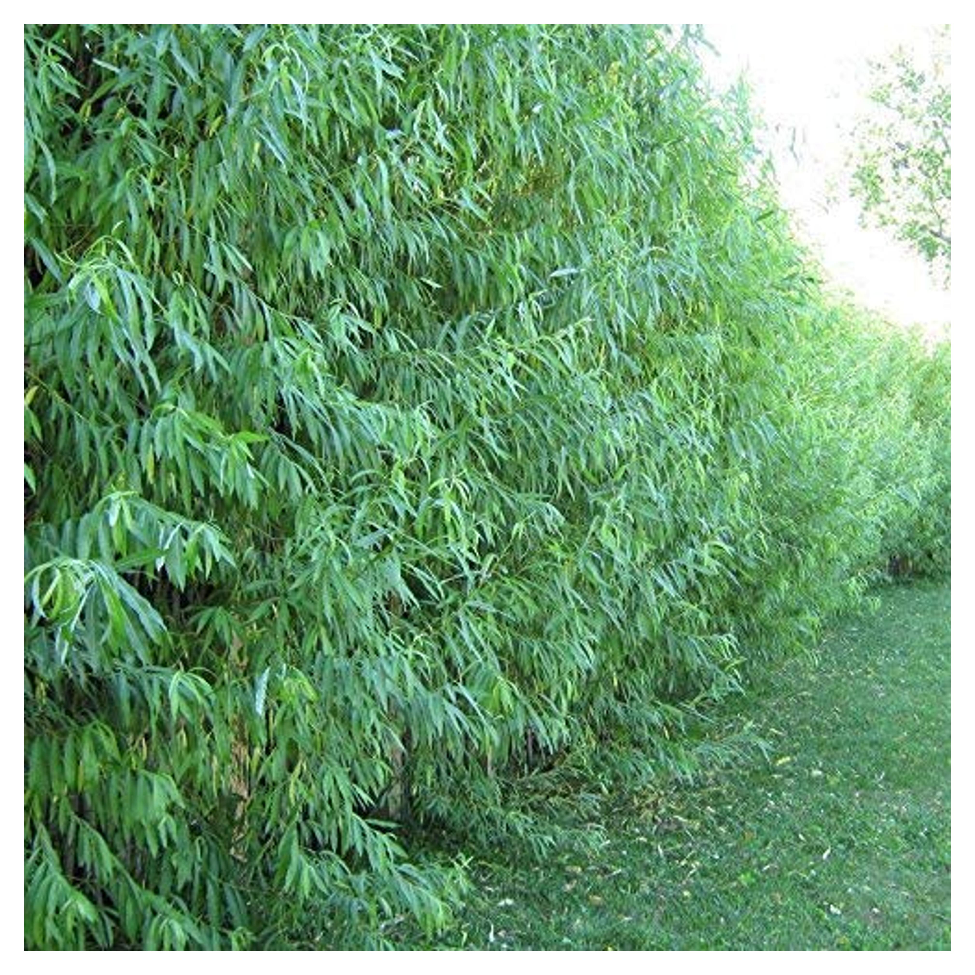 26 Hybrid Willow Trees - Ready to Plant - Fast Growing Shade Tree - 26 Indoor/Outdoor Live Tree Plants
