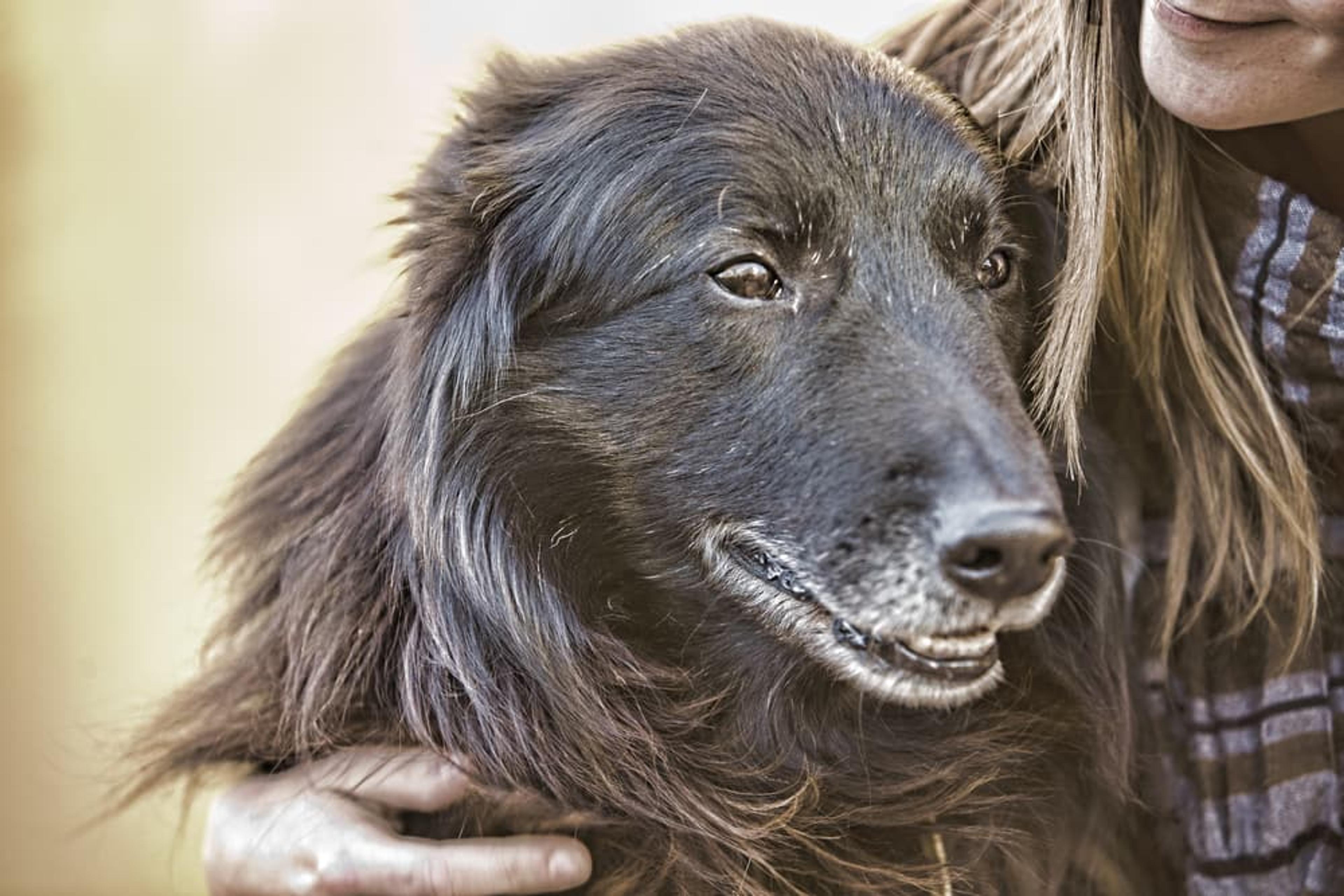 Dog Joint Pain: 4 Ways to Provide Relief | Great Pet Care