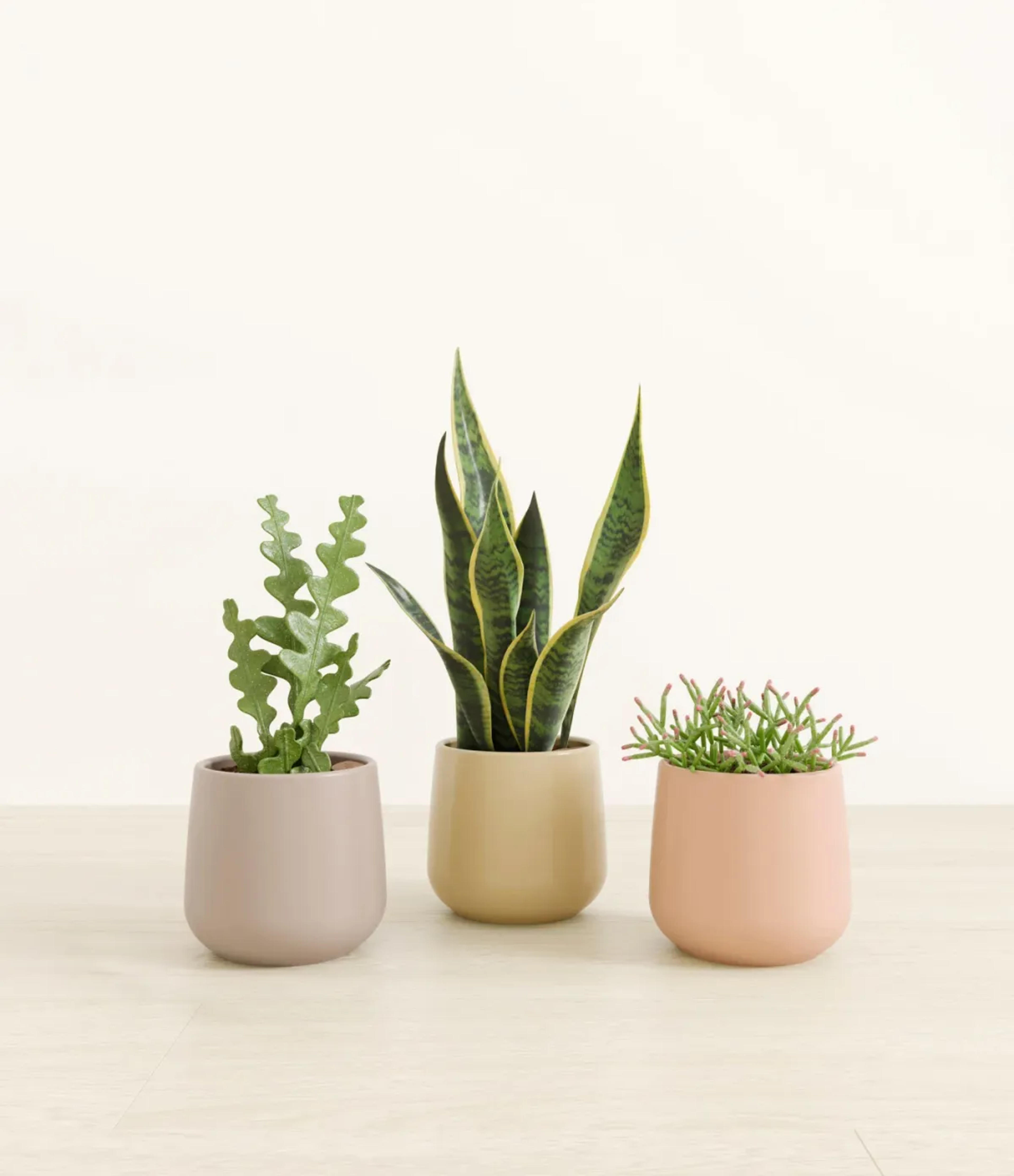 Easy-Care Self-Watering Plants