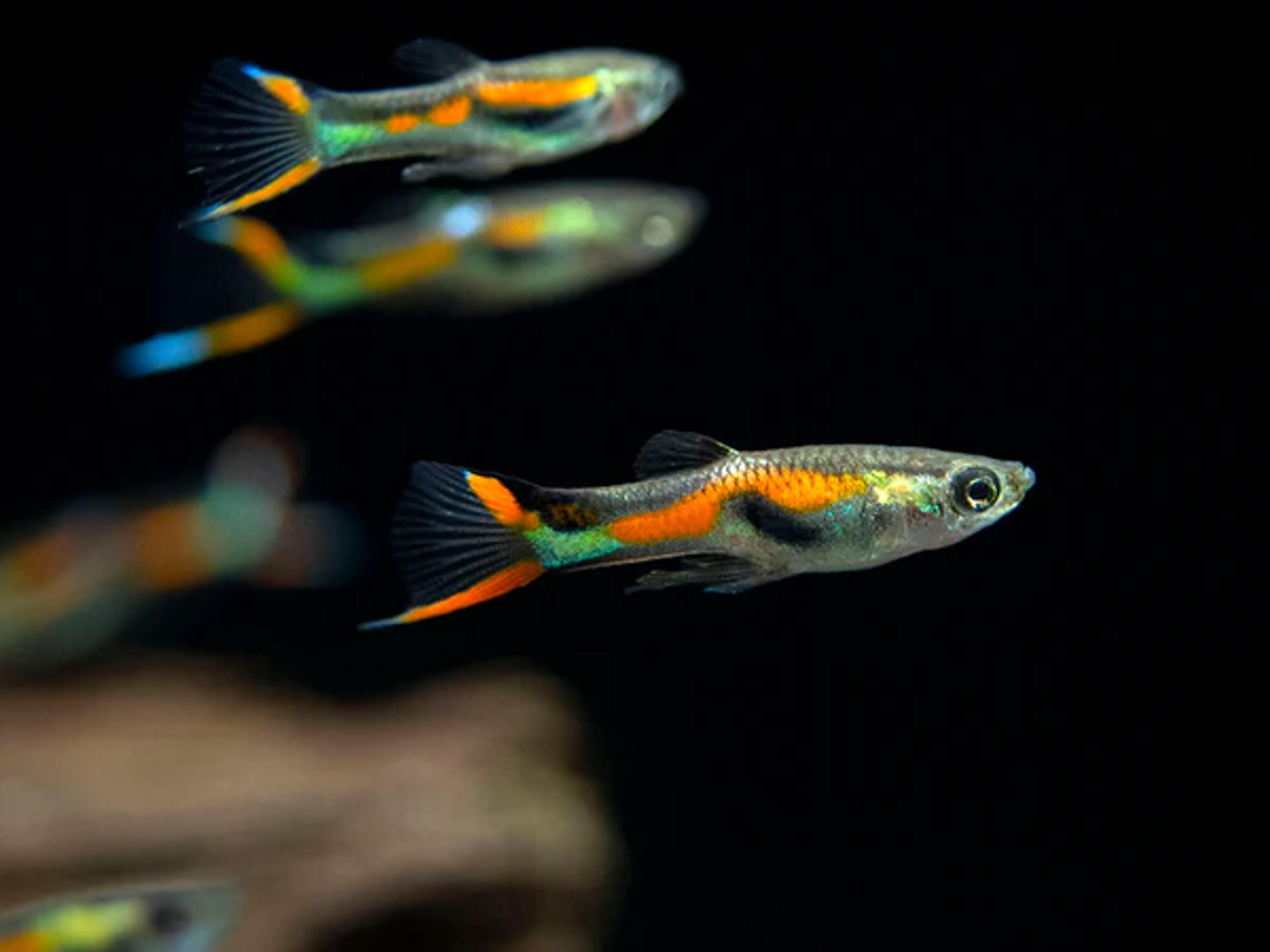 Emerald Endler’s Livebearer (Poecilia wingei "Emerald"), Tank-Bred